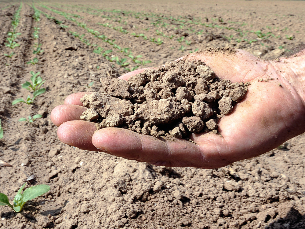 Earth from a beet field in northern France hit by drought — the country's worst in 50 years. Crop shortages in Europe and the U.S. have led some experts to predict a rise in grain prices like those that sparked riots in 2008.