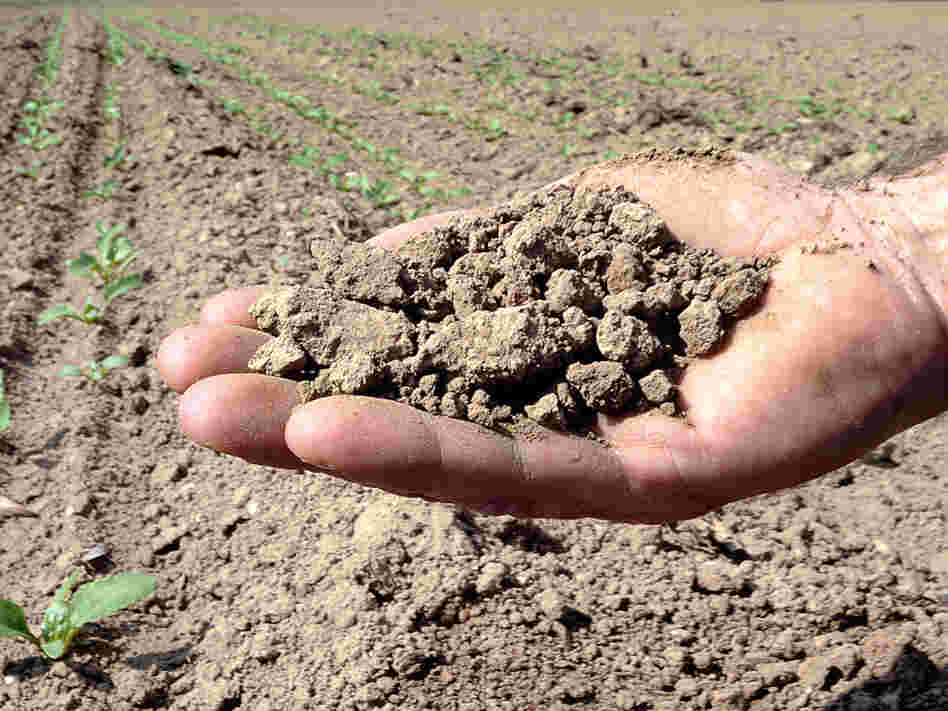 Earth from a beet field in northern France hit by drought — the country's worst in 50 years. Crop shortages in Europe and the U.S. have led some experts to predict a rise in grain prices like those that sparked riots in 2008.