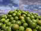 Pile of tomatoes
