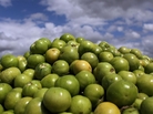 Pile of tomatoes Pile of tomatoes