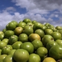 Pile of tomatoes