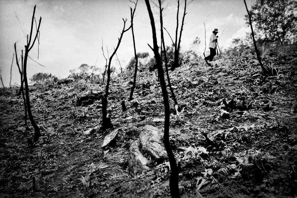 A farmer surveys a cleared and burned hillside in preparation for planting corn near the village of San Miguel Cuevas.