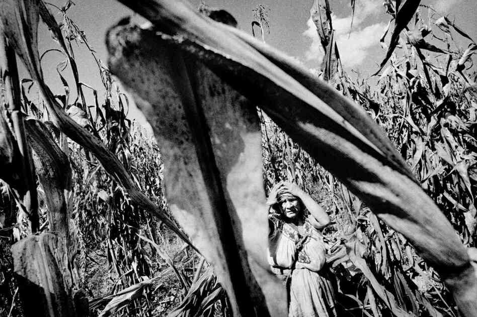 A woman harvests corn in her family's drought-stunted field.