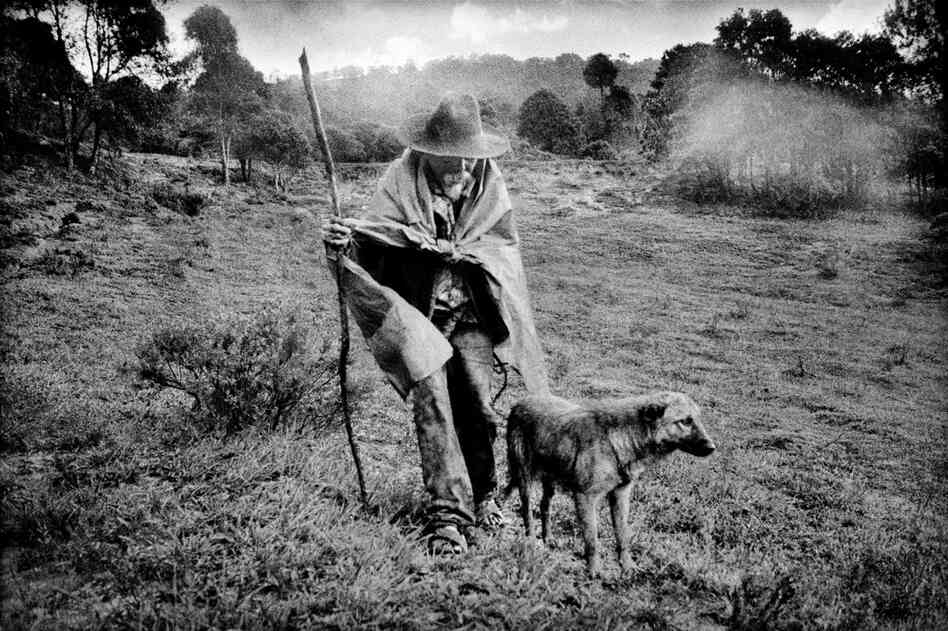 Caught in a rainstorm, an elderly man walks home from his remote corn field.