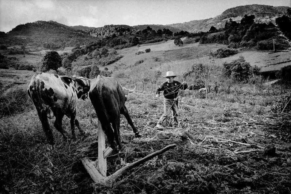 A farmer works with a plow team in his field.