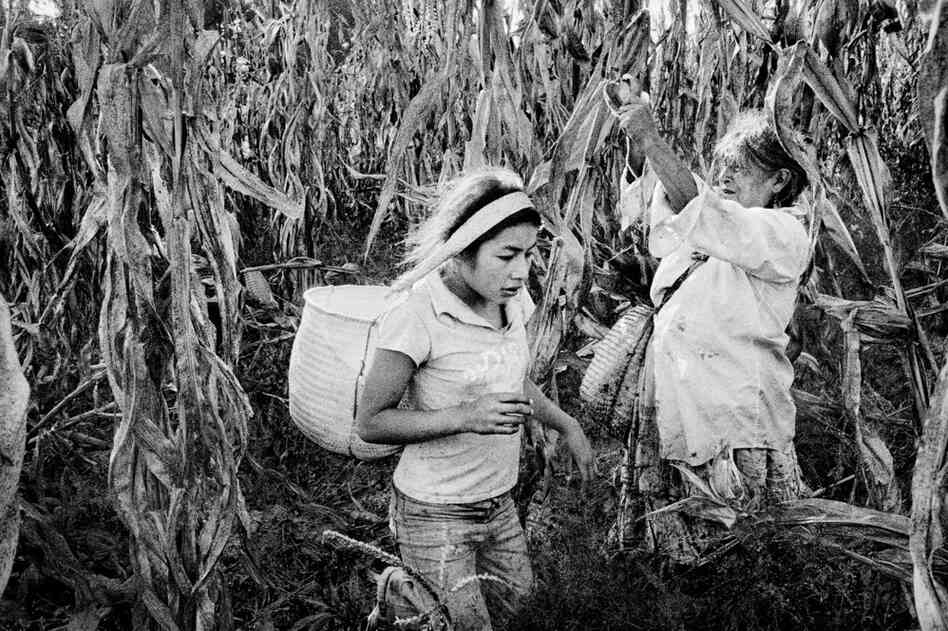A girl harvests corn with her grandmother.