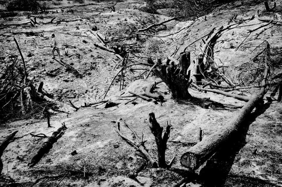 A farmer inspects a burned field in prepartion for planting corn.