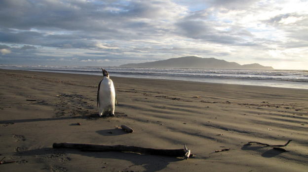 An Emperor penguin walks along Peka Peka Beach in New Zealand after it got lost while hunting for food.  The young Antarctic Emperor penguin took a rare wrong turn and ended up stranded.