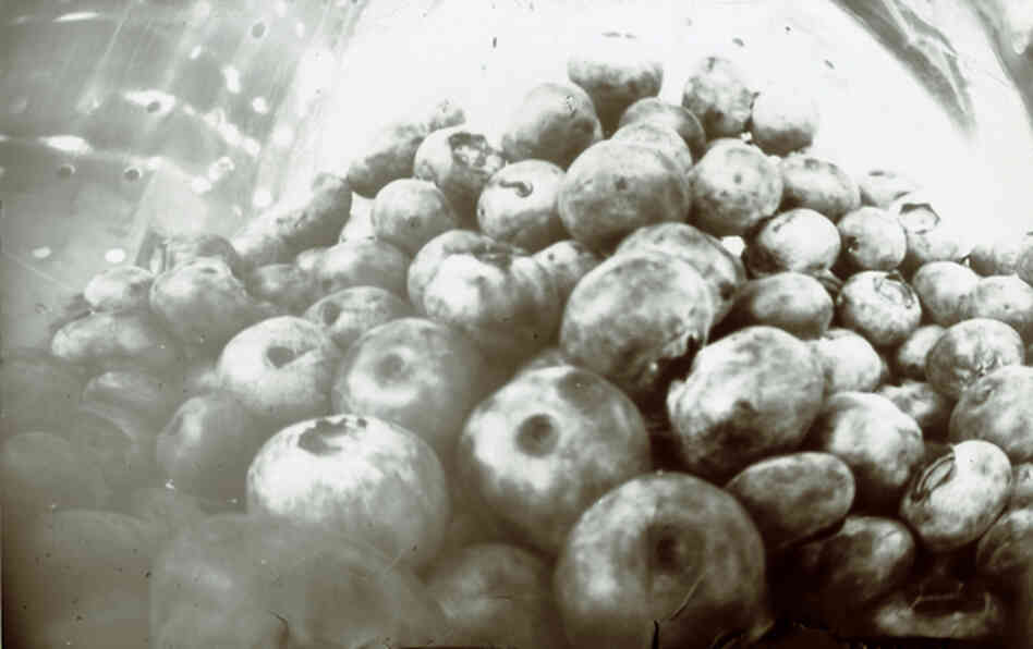 "The camera was about 1 inch fromthe closest blueberries. I wanted to see how close I could get objects in focus with the pinhole camera." "The camera was about 1 inch fromthe closest blueberries. I wanted to see how close I could get objects in focus with the pinhole camera."