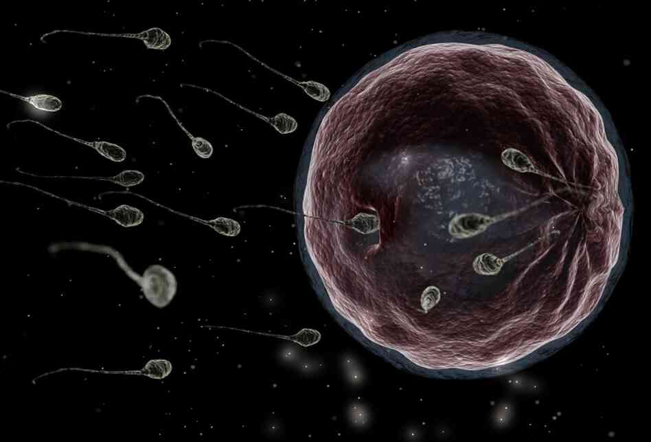 Sperm meet egg in this photo illustration. Sperm meet egg in this photo illustration.