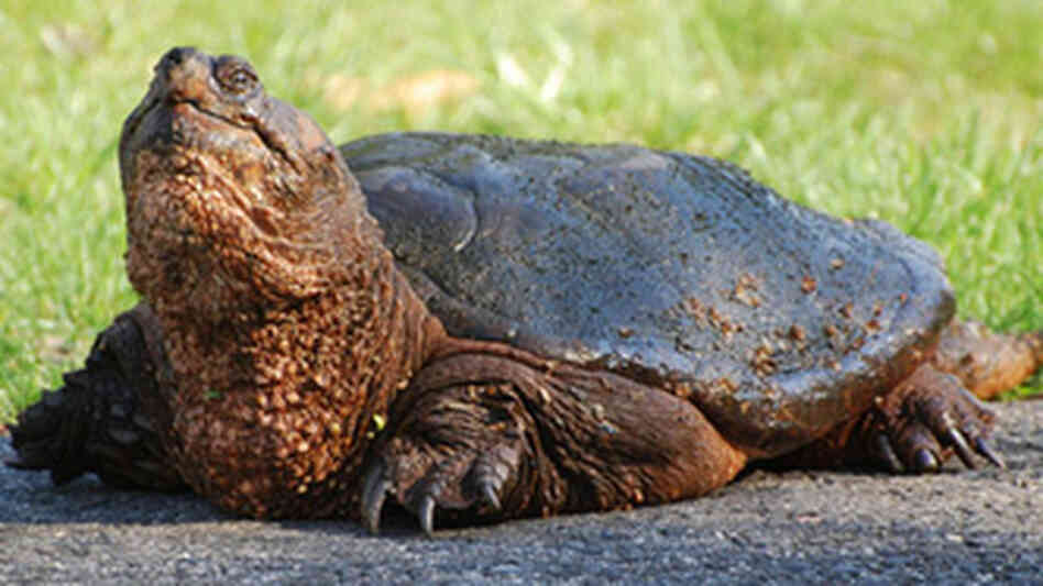 The "JFK Turtles" spokesterrapin.