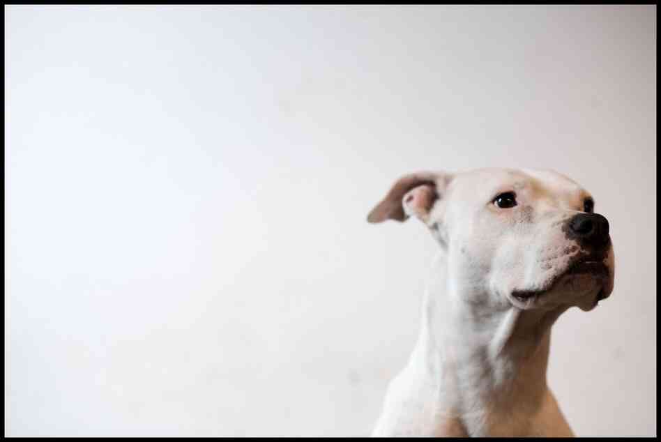 Ezra's dog, Putney. "Putney is almost eight," he writes on Flickr. "I've had her since she was five weeks old. I found her in the sick room at the pound, took her out of her cage to check her out, and didn't put her down again until I got home."