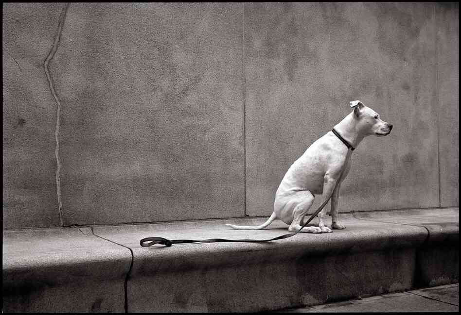 "She claims that she's an Argentine Dogo (aka Dogo Argentino)," Ezra writes. "I think she's a little small for that, and that she's probably just a leggy pit bull. She's smart as a whip, and very sweet."