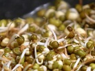 Fenugreek sprouts like these may be the launching pad for recent outbreaks of illness from E. coli in Europe. Fenugreek sprouts like these may be the launching pad for recent outbreaks of illness from E. coli in Europe.