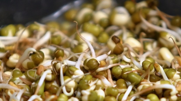 Fenugreek sprouts like these may be the launching pad for recent outbreaks of illness from E. coli in Europe.