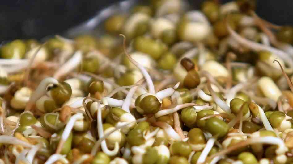 Fenugreek sprouts like these may be the launching pad for recent outbreaks of illness from E. coli in Europe.