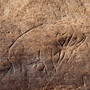 James Kennedy, an amateur collector, found this fossilized bone with a mammoth or mastodon engraving in Vero Beach, Fla. It has been identified as one of the oldest pieces of prehistoric art in the Western Hemisphere
