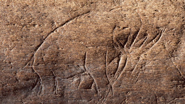 James Kennedy, an amateur collector, found this fossilized bone with a mammoth or mastodon engraving in Vero Beach, Fla. It has been identified as one of the oldest pieces of prehistoric art in the Western Hemisphere