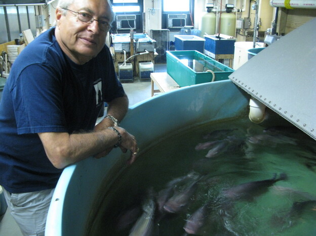 Martin Schreibman with a few of his tilapia friends in his Brooklyn  lab.