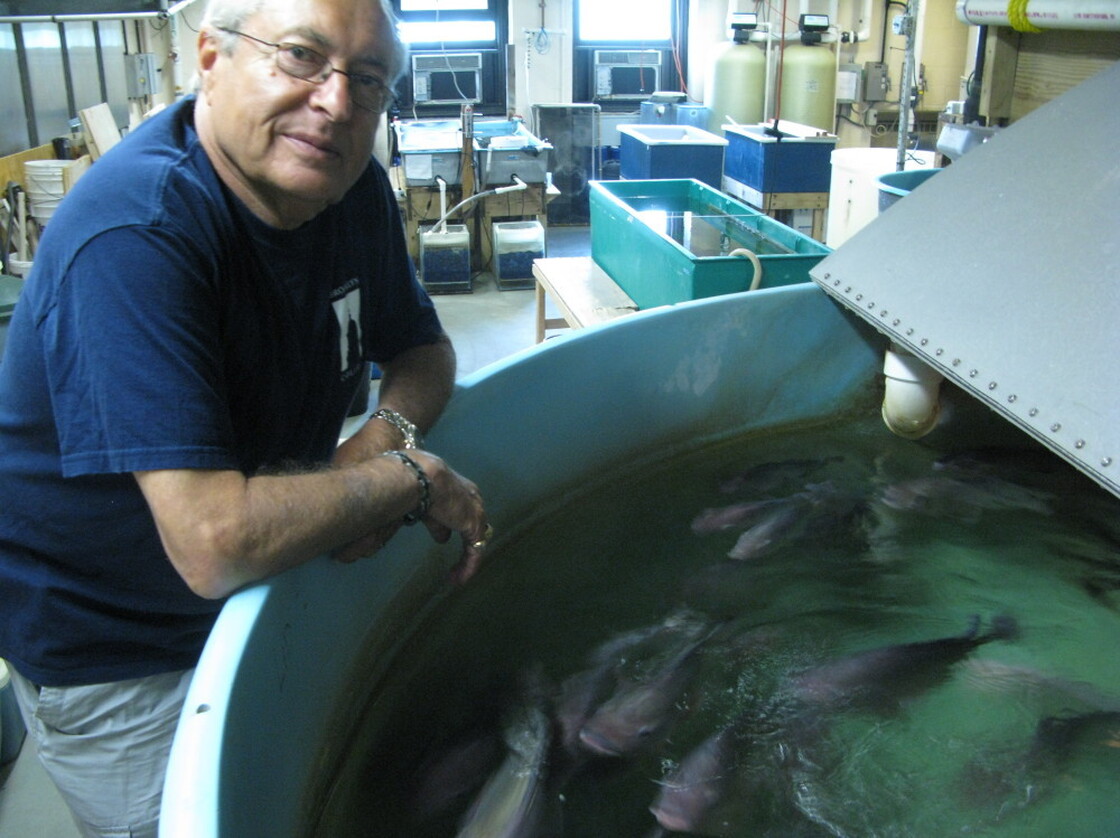 Martin Schreibman with a few of his tilapia friends in his Brooklyn  lab.