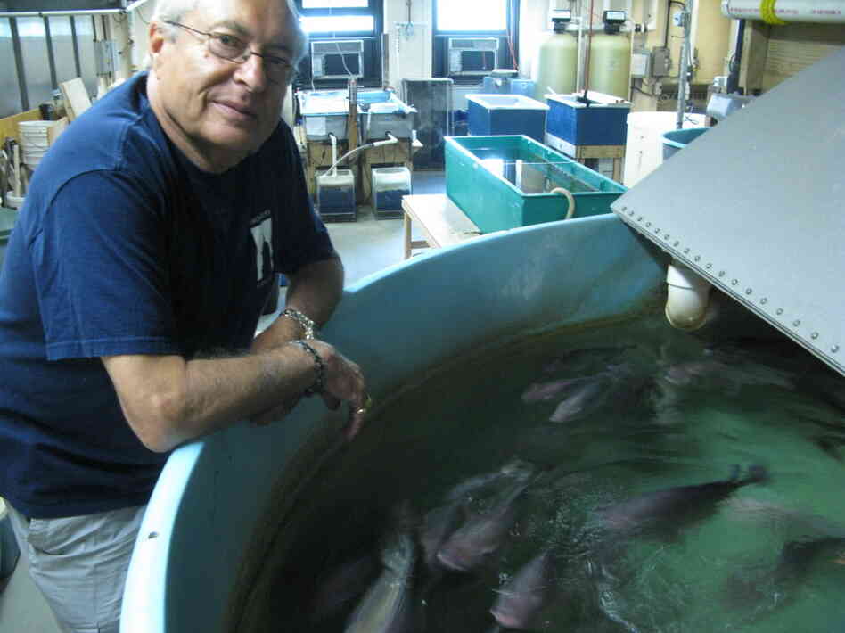 Martin Schreibman with a few of his tilapia friends in his Brooklyn  lab.