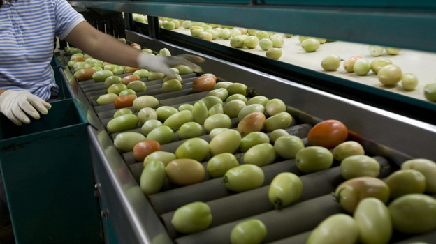 A worker inspects tomatoes at the West Coast Tomato plant in Palmetto, Fla. The Sunshine State produces one-third of all fresh tomatoes in the U.S.