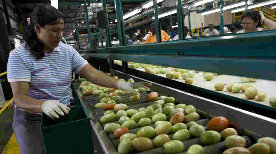 A worker inspects tomatoes at the West Coast Tomato plant in Palmetto, Fla. The Sunshine State produces one-third of all fresh tomatoes in the U.S.
