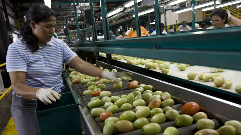 A worker inspects tomatoes at the West Coast Tomato plant in Palmetto, Fla. The Sunshine State produces one-third of all fresh tomatoes in the U.S.