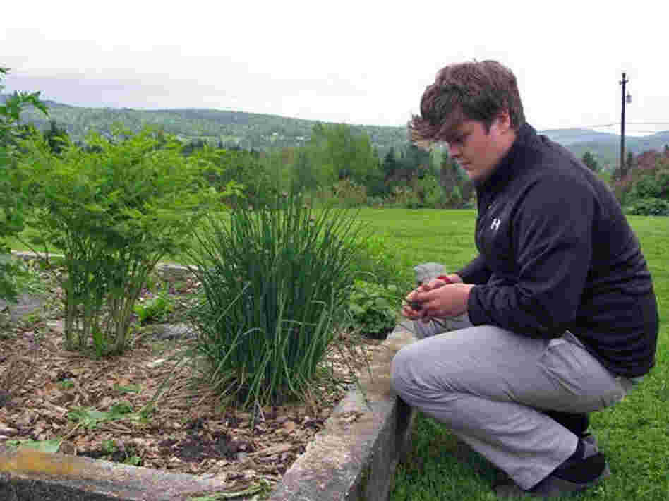 Finn Kane, a high school student, picks some things for dinner in his family garden outside East  Hardwick.