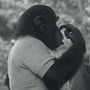 Sign Of The Times: Nim Chimpsky (left) was taught sign language by Columbia University researchers, including student Laura-Ann Petitto, as part of an experiment to prove that nonhumans could learn language. Ultimately, though, the study served to exhibit the failings of his "teachers."