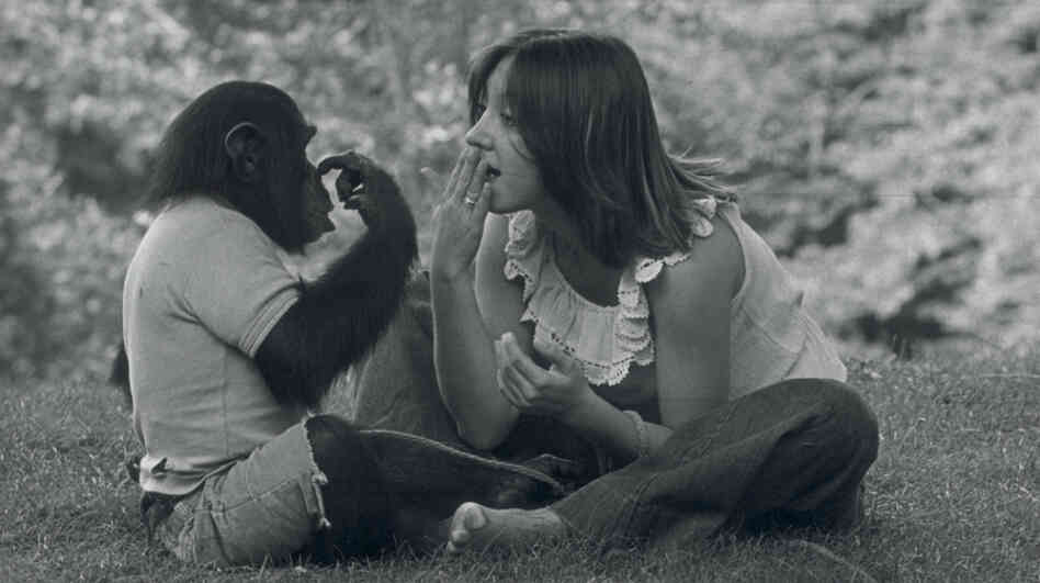 Sign Of The Times: Nim Chimpsky (left) was taught sign language by Columbia University researchers, including student Laura-Ann Petitto, as part of an experiment to prove that nonhumans could learn language. Ultimately, though, the study served to exhibit the failings of his "teachers." Sign Of The Times: Nim Chimpsky (left) was taught sign language by Columbia University researchers, including student Laura-Ann Petitto, as part of an experiment to prove that nonhumans could learn language. Ultimately, though, the study served to exhibit the failings of his "teachers."