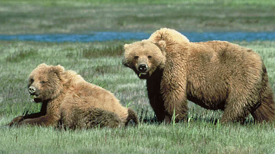 File photo of two Grizzly bears.