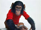 In the early 1970s, a chimpanzee named Nim was plucked from his mother's arms and transported into human homes in the hopes that he would learn sign language and open a window into ape thoughts. In the early 1970s, a chimpanzee named Nim was plucked from his mother's arms and transported into human homes in the hopes that he would learn sign language and open a window into ape thoughts.