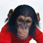 In the early 1970s, a chimpanzee named Nim was plucked from his mother's arms and transported into human homes in the hopes that he would learn sign language and open a window into ape thoughts.