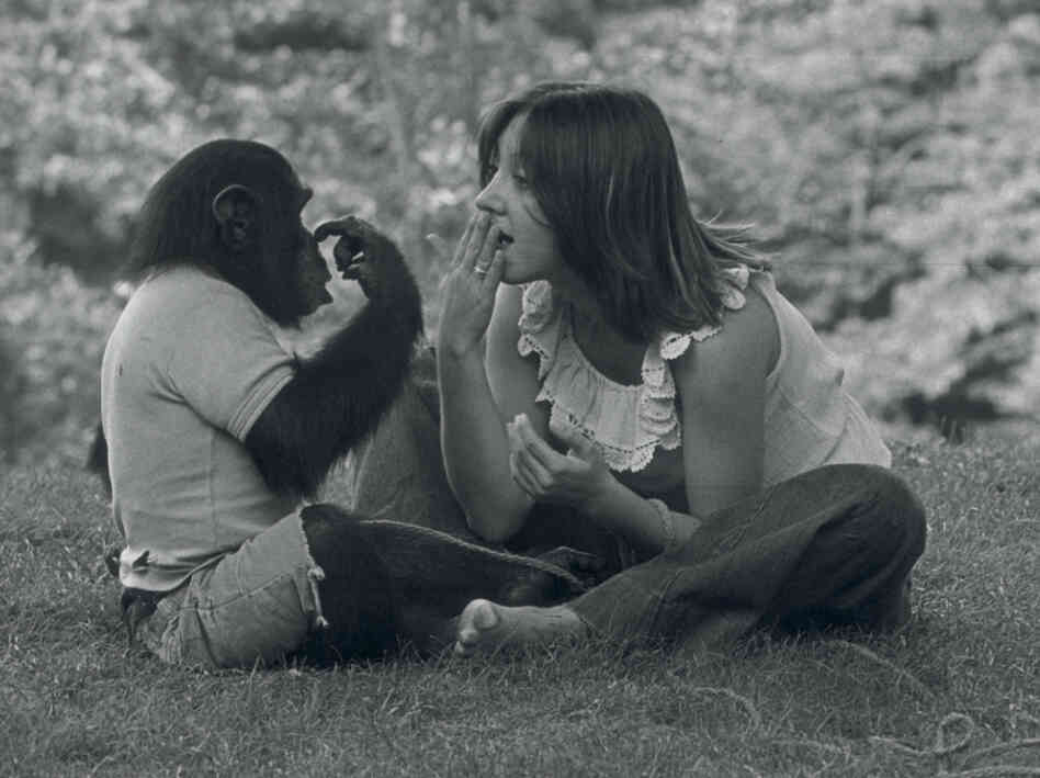 Nim Chimpsky (left) was taught sign language by Columbia University researchers, including student Laura-Ann Petitto, as part of an experiment to prove that animals could learn language.