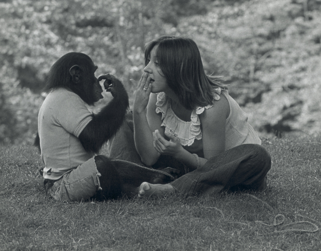 Nim Chimpsky (left) was taught sign language by Columbia University researchers, including student Laura-Ann Petitto, as part of an experiment to prove that animals could learn language.