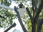 Coming down: Today (July 7, 2011), the tree was felled in pieces. Coming down: Today (July 7, 2011), the tree was felled in pieces.