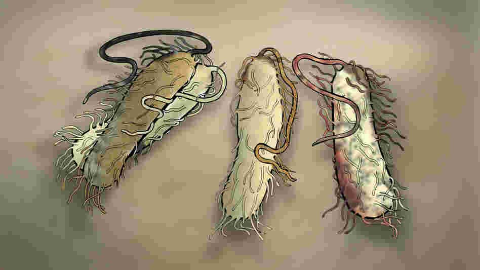 A close-up artist's rendering of a belly button bacteria. A close-up artist's rendering of a belly button bacteria.