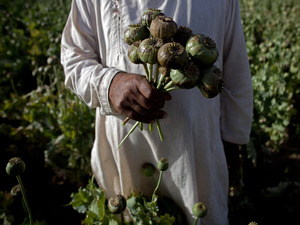 An Afghan holds a bouquet of poppies near the city of Kandahar, Afghanistan. An Afghan holds a bouquet of poppies near the city of Kandahar, Afghanistan.