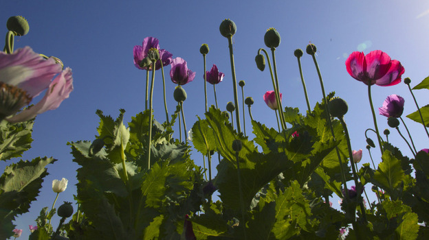 Poppies grow in the city of Fayzabad in Afghanistan. Poppies grow in the city of Fayzabad in Afghanistan.