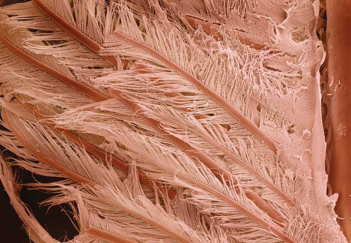 Shrimp tail at 230 times magnification.