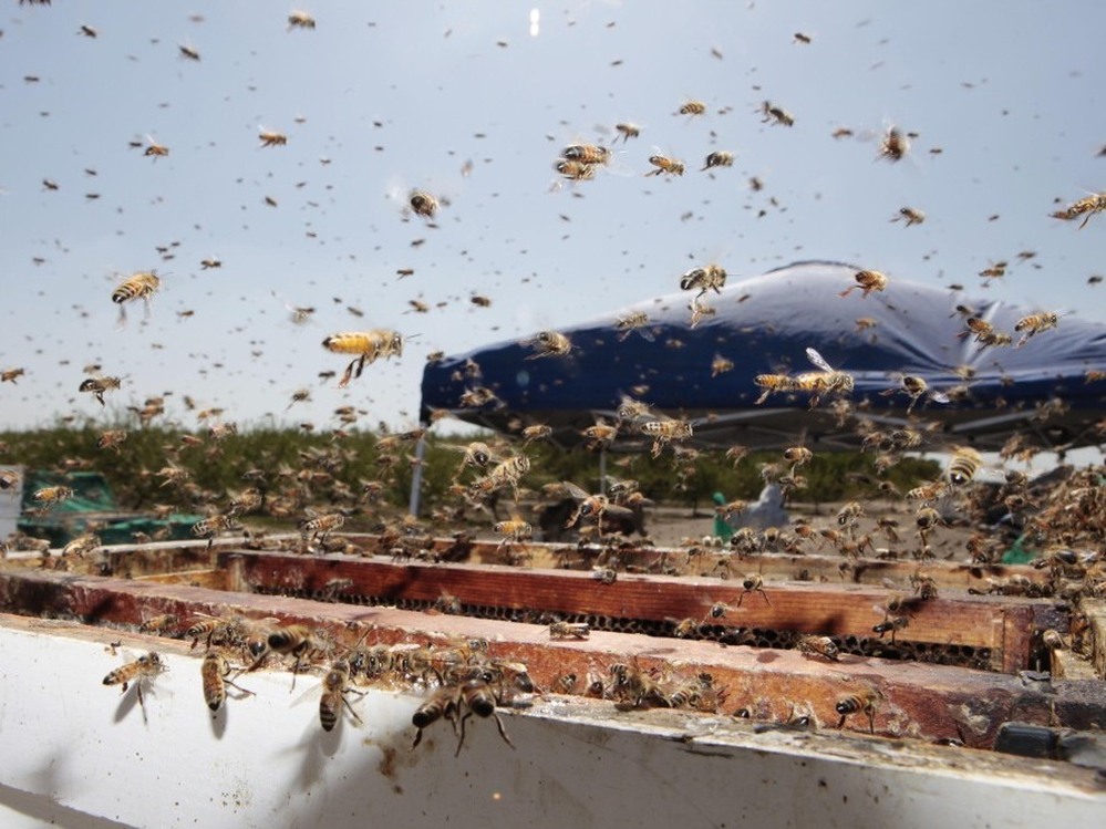 A file photo shows bees buzzing around a hive at a California farm. In Idaho late Sunday, a truck crashed and released its large shipment of bees and honey on the highway.