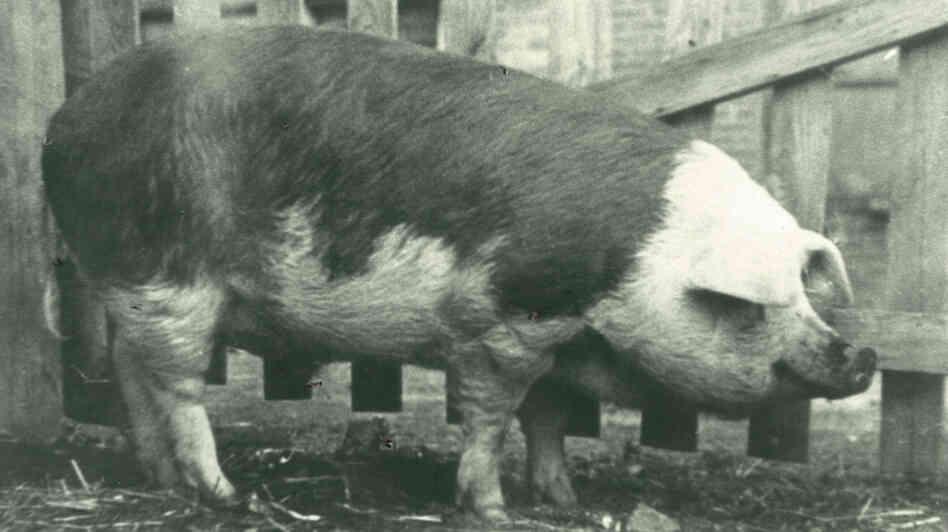King Neptune, a 700-pound pig who lived on a southern Illinois farm, was used as a gimmick by a Navy recruiter to help raise funds during World War II. King Neptune, a 700-pound pig who lived on a southern Illinois farm, was used as a gimmick by a Navy recruiter to help raise funds during World War II.