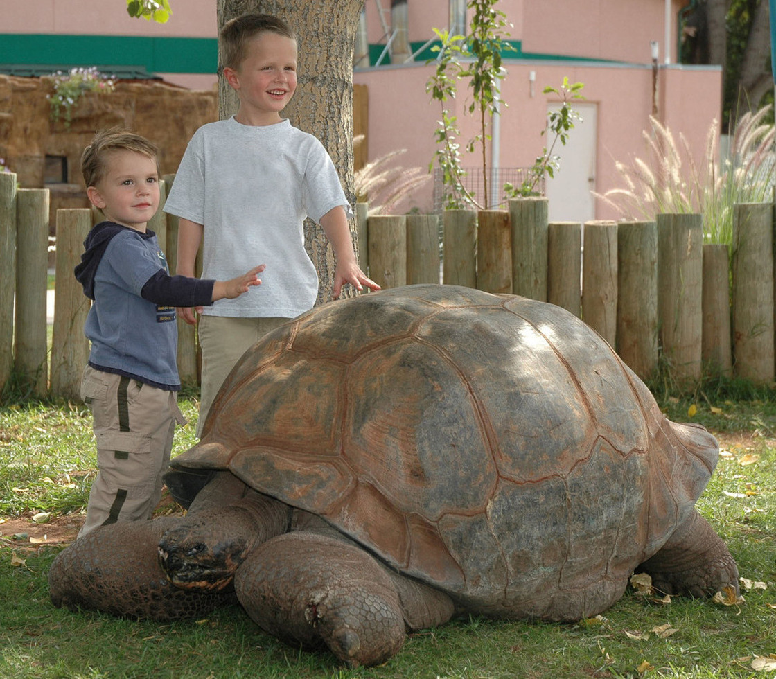 In a file photo provided by Reptile Gardens, children pose next to Methuselah, a 130-year-old 500-pound tortoise. Methuselah died Sunday night, after more than half a century of providing piggyback rides and posing for thousands of pictures.