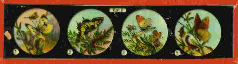 These 19th-century magic lanterns might have been used in a lecture. Each image would have been projected as the operator pushed the slide through the magic lantern projector. The images are photographs of drawings that have been hand-colored. These 19th-century magic lanterns might have been used in a lecture. Each image would have been projected as the operator pushed the slide through the magic lantern projector. The images are photographs of drawings that have been hand-colored.