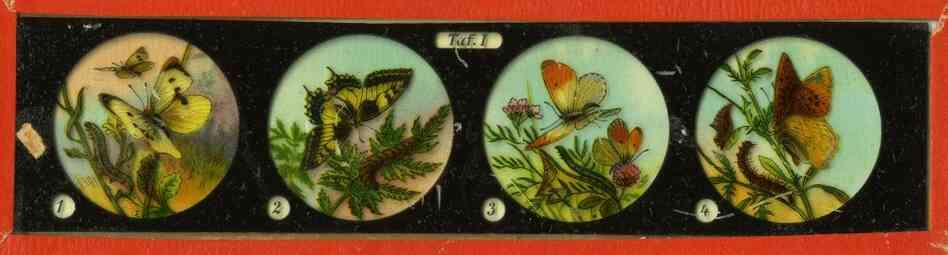These 19th-century magic lanterns might have been used in a lecture. Each image would have been projected as the operator pushed the slide through the magic lantern projector. The images are photographs of drawings that have been hand-colored. These 19th-century magic lanterns might have been used in a lecture. Each image would have been projected as the operator pushed the slide through the magic lantern projector. The images are photographs of drawings that have been hand-colored.