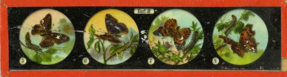 These 19th-century magic lanterns might have been used in a lecture. Each image would have been projected as the operator pushed the slide through the magic lantern projector. The images are photographs of drawings that have been hand-colored. These 19th-century magic lanterns might have been used in a lecture. Each image would have been projected as the operator pushed the slide through the magic lantern projector. The images are photographs of drawings that have been hand-colored.