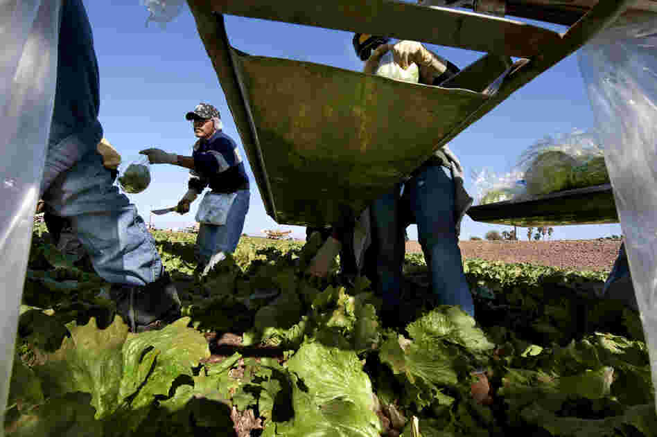 On Cocopah Indian-leased fields in Somerton, Ariz., workers pick, bag and box the crop that ships directly from the field to the market. This frost-free Colorado River-irrigated region spans 75 miles, and from November to December, all of the U.S. relies on Arizona and California farms for lettuce.