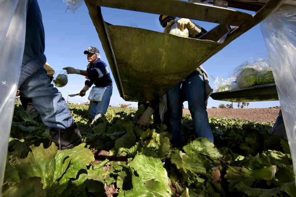 On Cocopah Indian-leased fields in Somerton, Ariz., workers pick, bag and box the crop that ships directly from the field to the market. This frost-free Colorado River-irrigated region spans 75 miles, and from November to December, all of the U.S. relies on Arizona and California farms for lettuce.