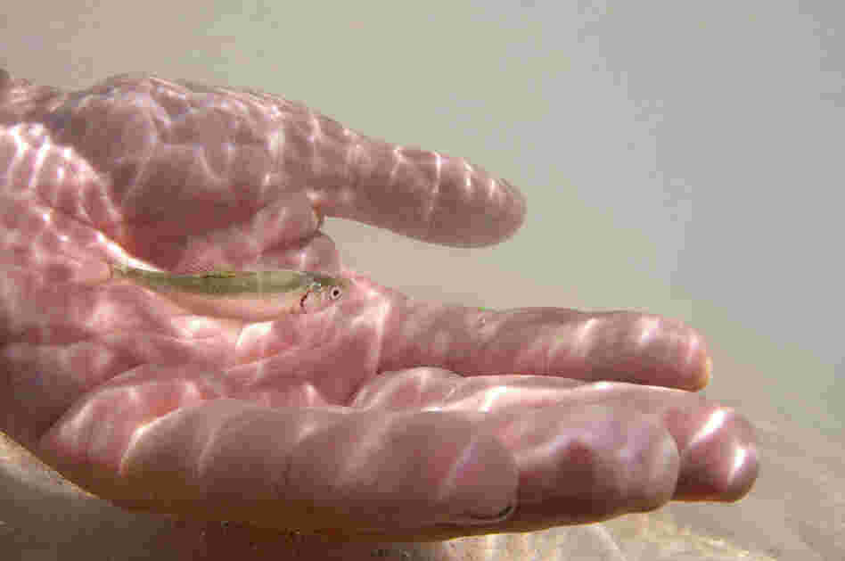 After being tagged with small computer chips or fluorescent dye under the skin, a subadult humpback chub fish is released back into the river. The diminished humpback chub population recently rose to 6,000 after workers euthanized more than 30,000 trout and carp.